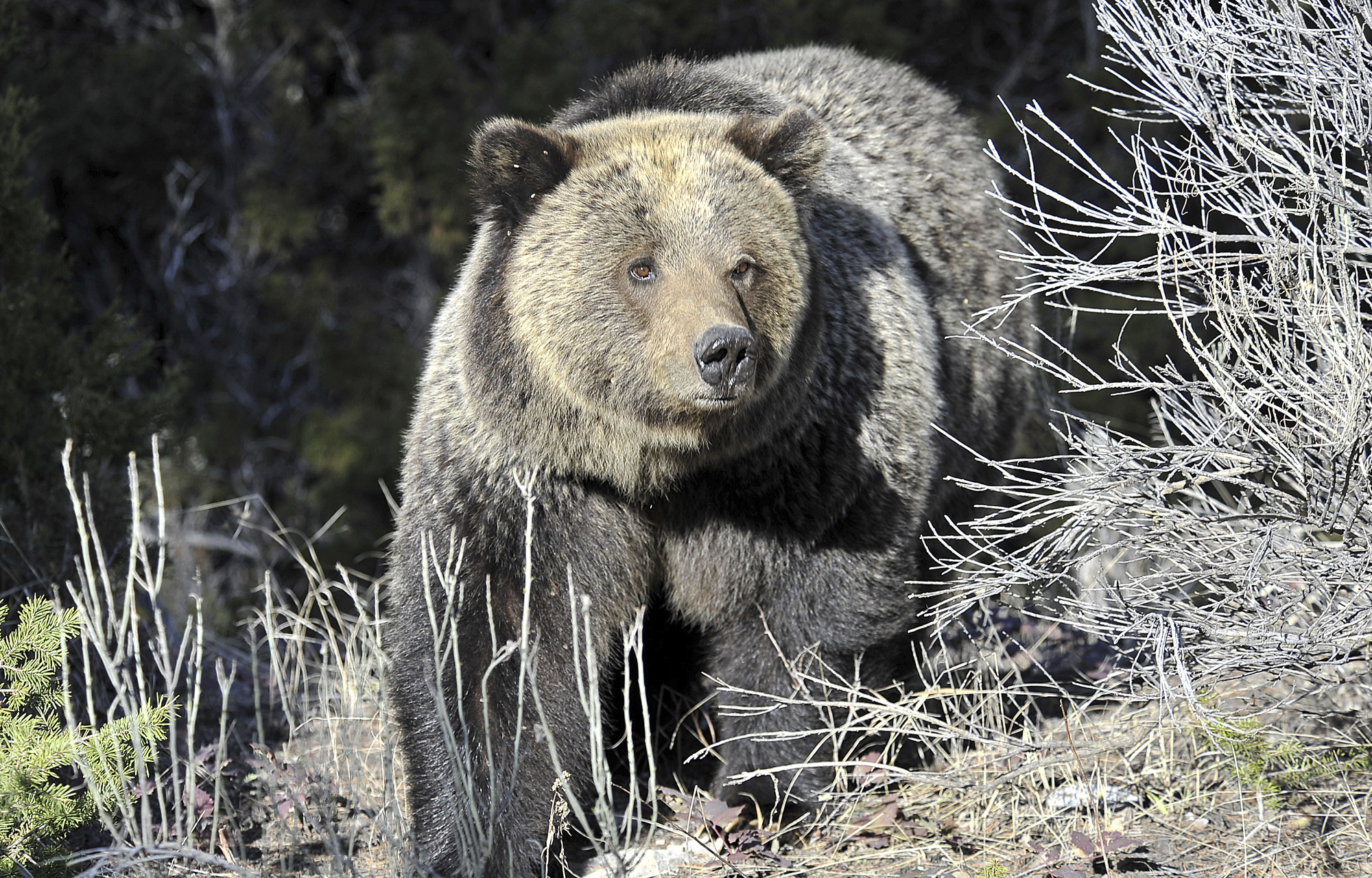 FILE - A Grizzly bear walk through Yellowstone National Park near Mammoth, Wyo., May 4, 2009. (AP Photo/Billings Gazette, David Grubbs, File)