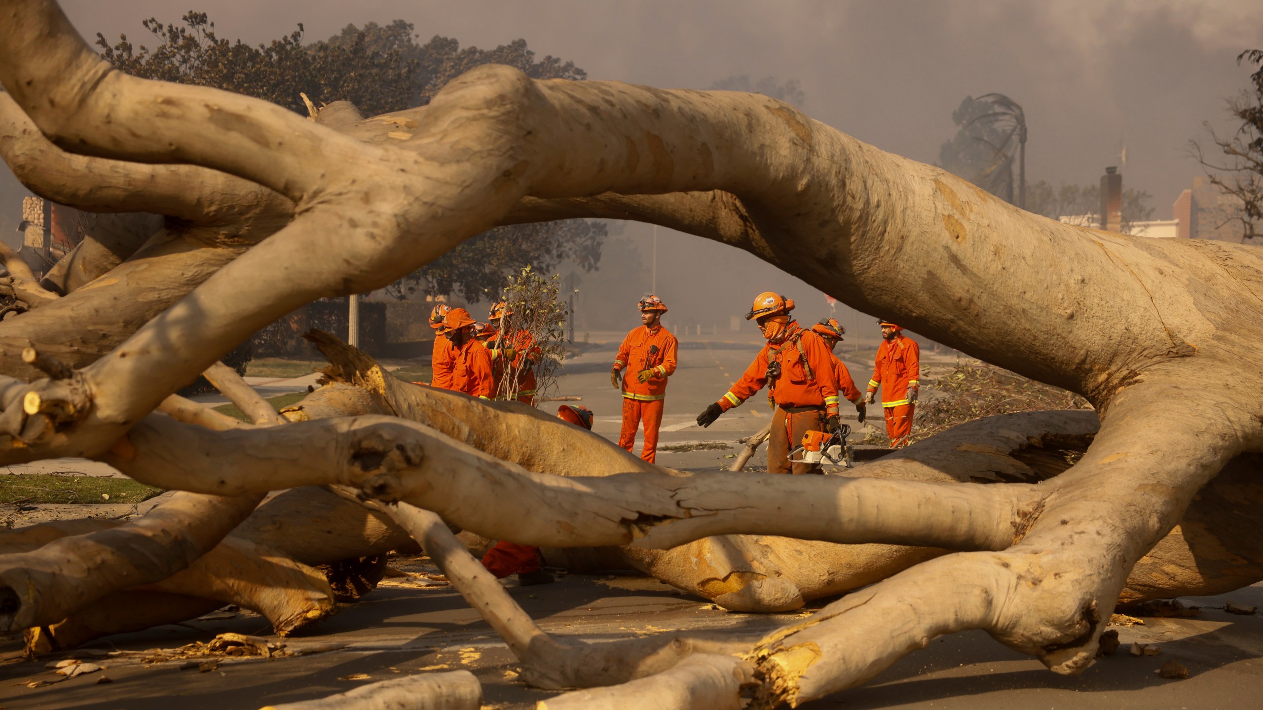 Fire crews begin to clear a toppled tree in the aftermath of the Palisades Fire in the Pacific Palisades neighborhood of Los Angeles, Wednesday, Jan. 8, 2025. (AP Photo/Etienne Laurent)