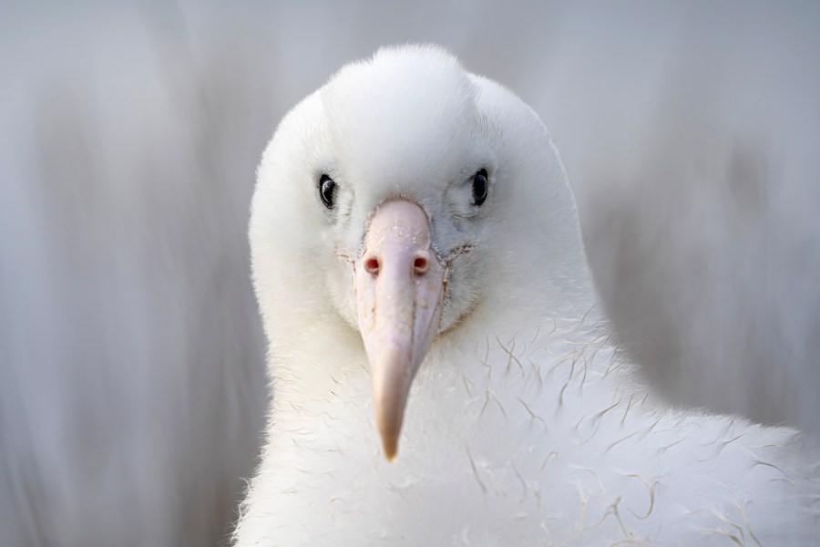 An albatross looks at the camera while nesting at Taiaroa Head, New Zealand on June 18, 2024. (Michael Hayward/New Zealand Department of Conservation via AP)