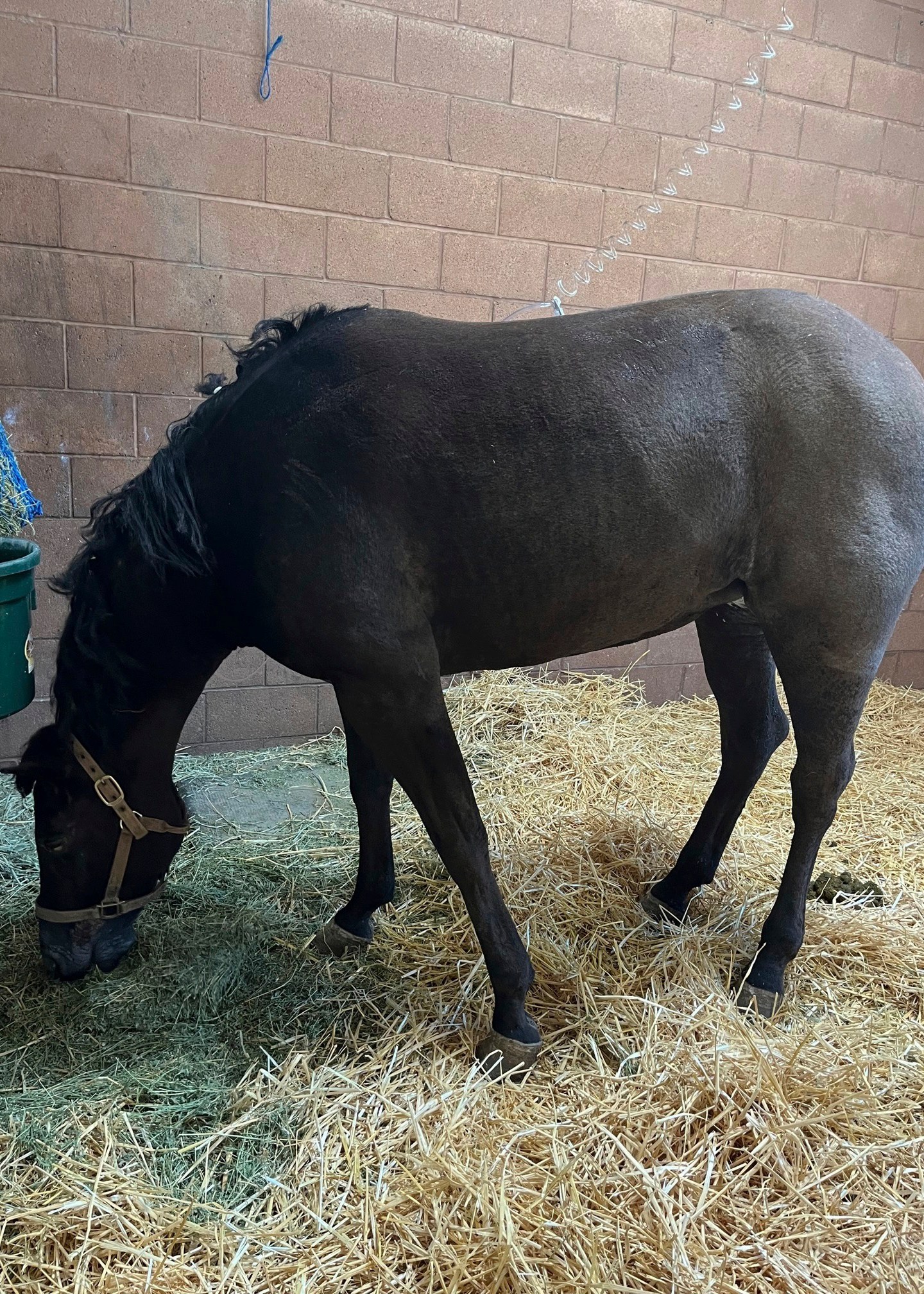 In this photo provided by Julia Bagan, a mare dubbed Flicka eats at the Chino Valley Equine Hospital in Chino Hills, Calif., Thursday, Jan. 8, 2025, after she was rescued from the Eaton Fire in Altadena on Wednesday. (Julia Bagan via AP)