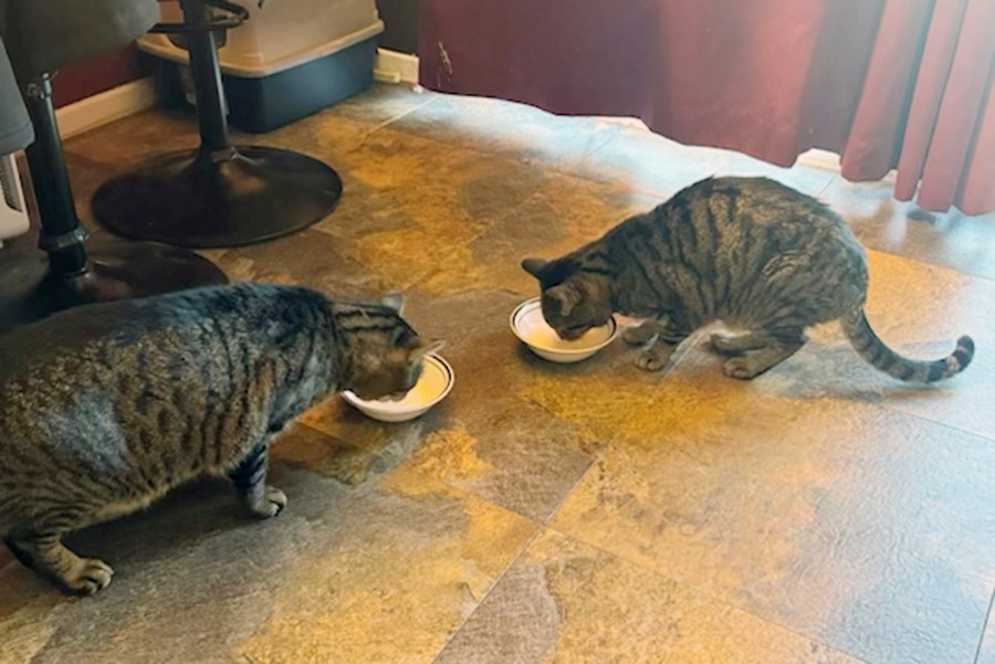 This photo provided by Joseph Journell of San Bernardino, Calif. shows two of his cats drinking raw cow’s milk in November 2024 before the milk was recalled in December 2024 for containing H5N1 bird flu virus. Big Boy, left, was hospitalized, but survived. Alexander, right, died. (Joseph Journell via AP)