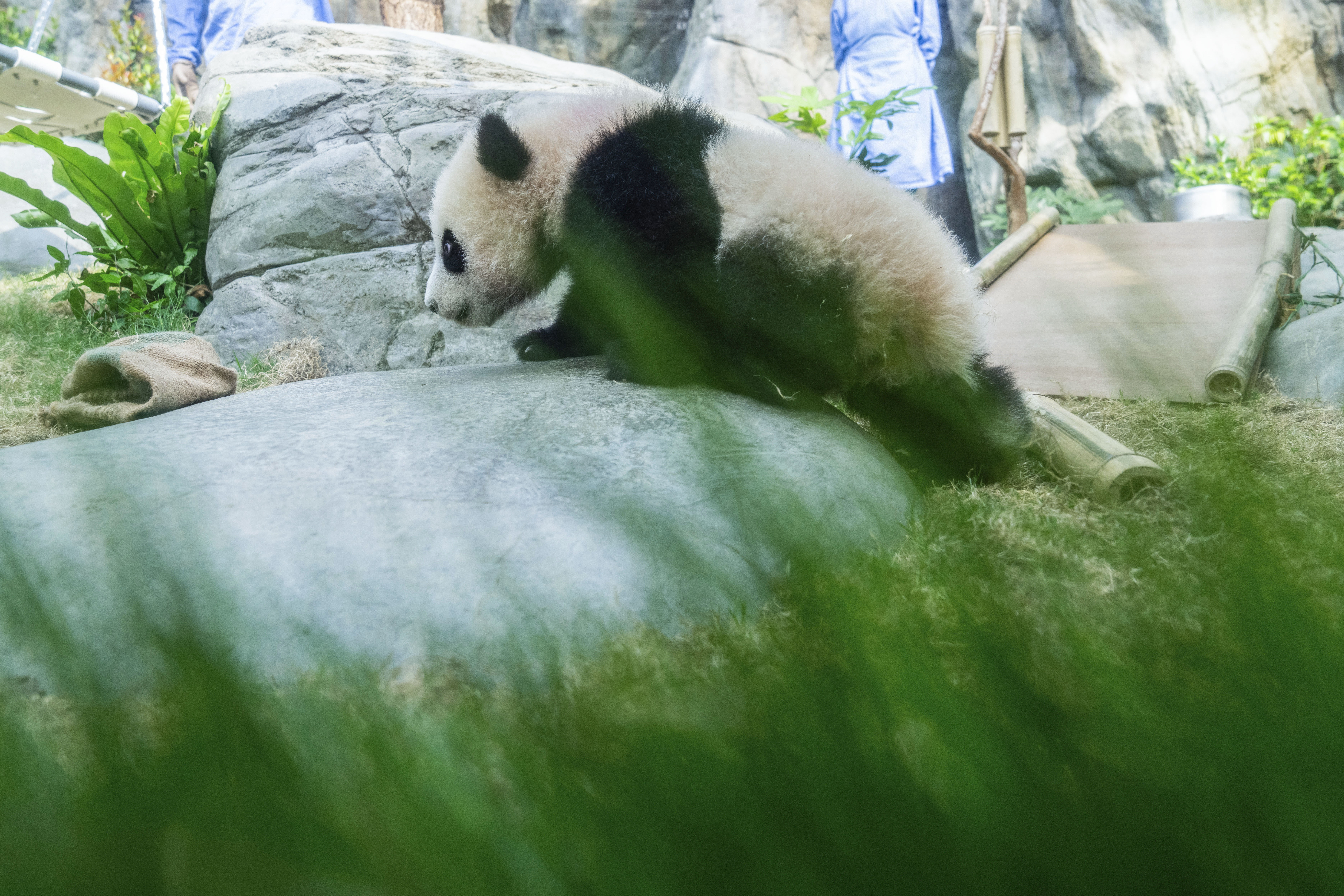 Hong Kong-born giant panda twin cubs make their debut appearance to media in Ocean Park during a greeting ceremony in Hong Kong, Saturday, Feb. 15, 2025. (AP Photo/Chan Long Hei)